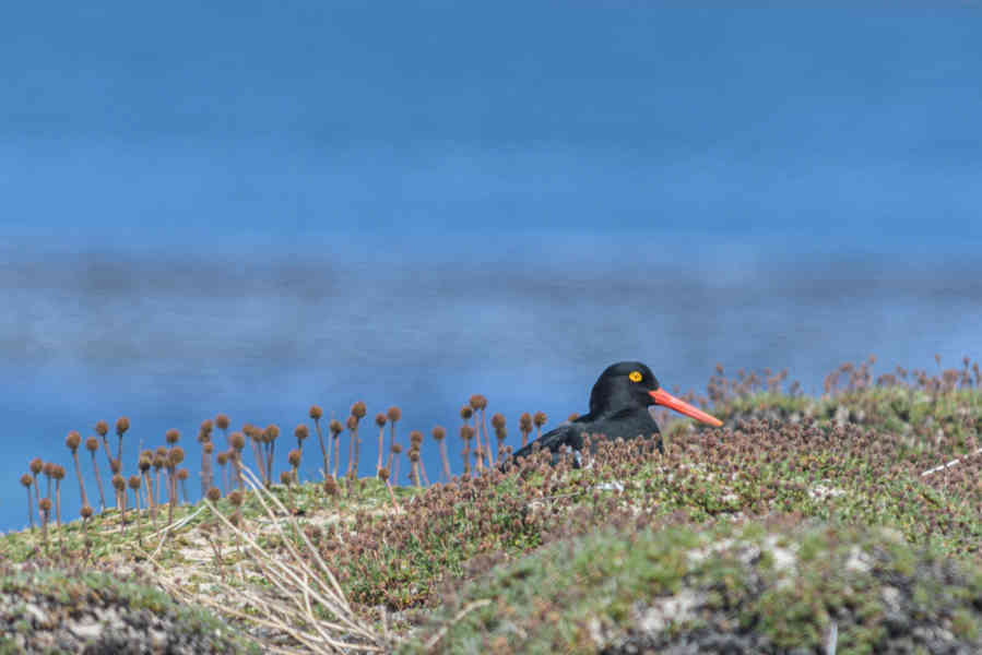 Pájaro Ostrero Austral - islas Falkland o Malvinas 03.jpg